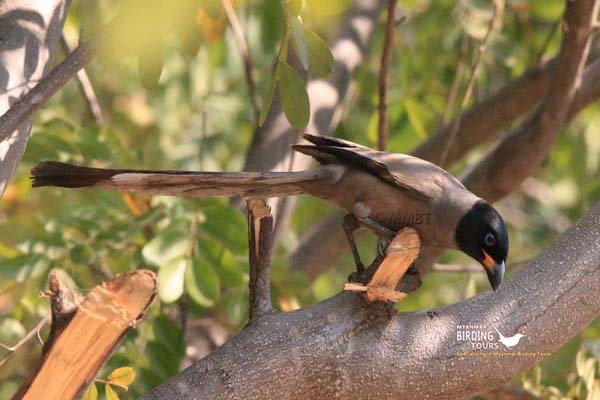 Standard Myanmar Birding 14 Days